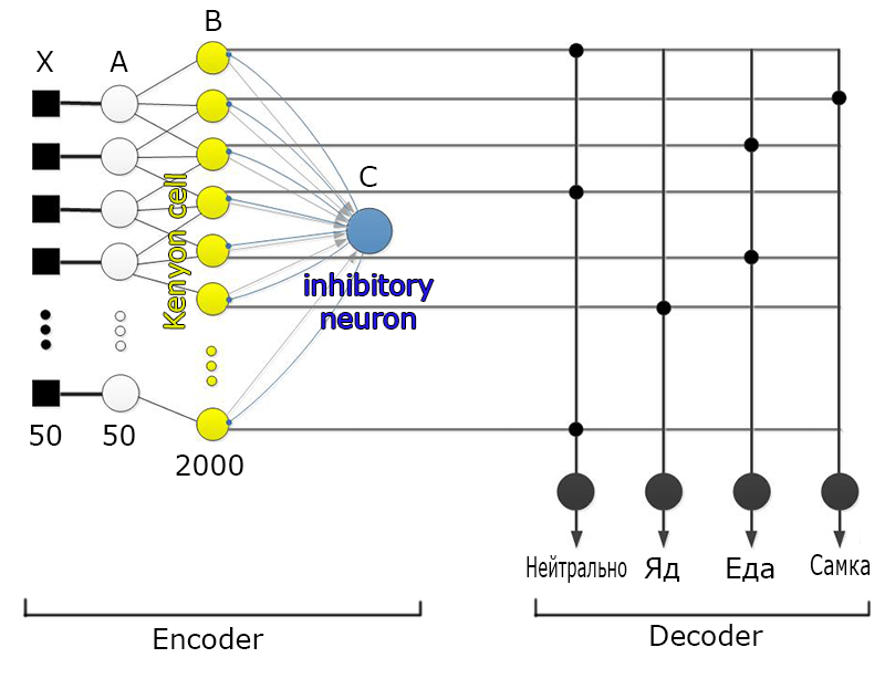 Обучение живых и «биологичная» нейронная сеть - 2 Обучение живых и «биологичная» нейронная сеть - 2