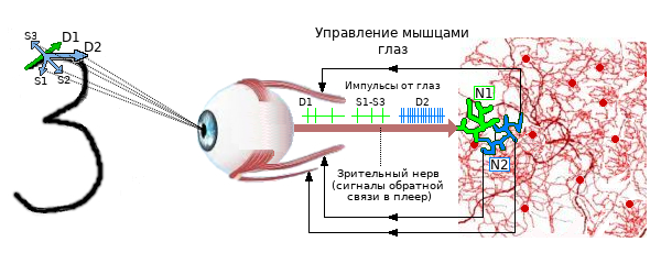  Рис. 4 Второй этап запоминания образа цифры 3.