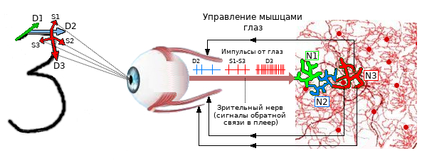  Рис. 5 Третий этап запоминания образа цифры 3.