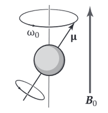 Рисунок 6. Магнитный момент протона в постоянном внешнем магнитном поле B0 [2]