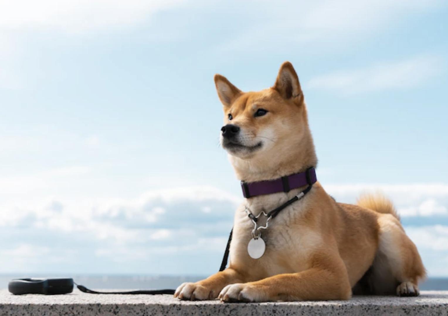 Говорящие ошейники для домашних животных - 1