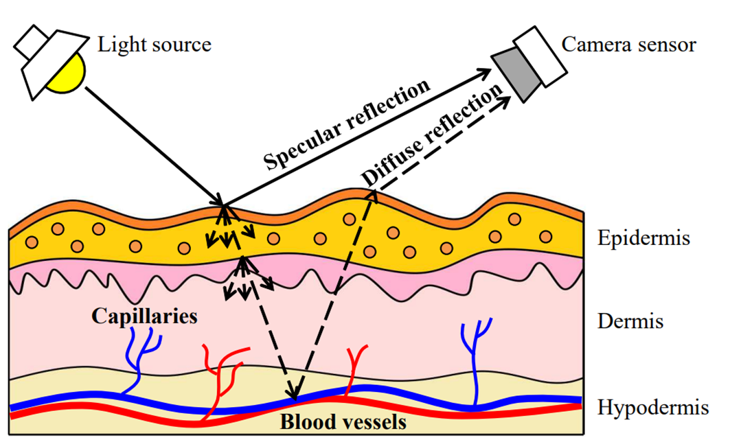 Рисунок 4. При падении света на кожу одна его часть отражается непосредственно от поверхности кожи (зеркальное отражение – specular reflection), а другая – проникает в подлежащие ткани, где частично рассеивается, а частично, достигнув кровеносных сосудов, – отражается от них (диффузное отражение – diffuse reflection) [5].
