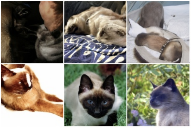 Генерации сиамского кота. Источник