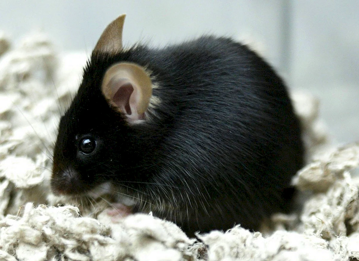 Откуда берется седина? Мы наконец знаем ответ - 2 Откуда берется седина? Мы наконец знаем ответ - 2