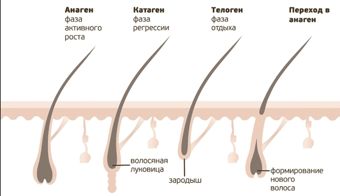 Откуда берется седина? Мы наконец знаем ответ - 3 Откуда берется седина? Мы наконец знаем ответ - 3