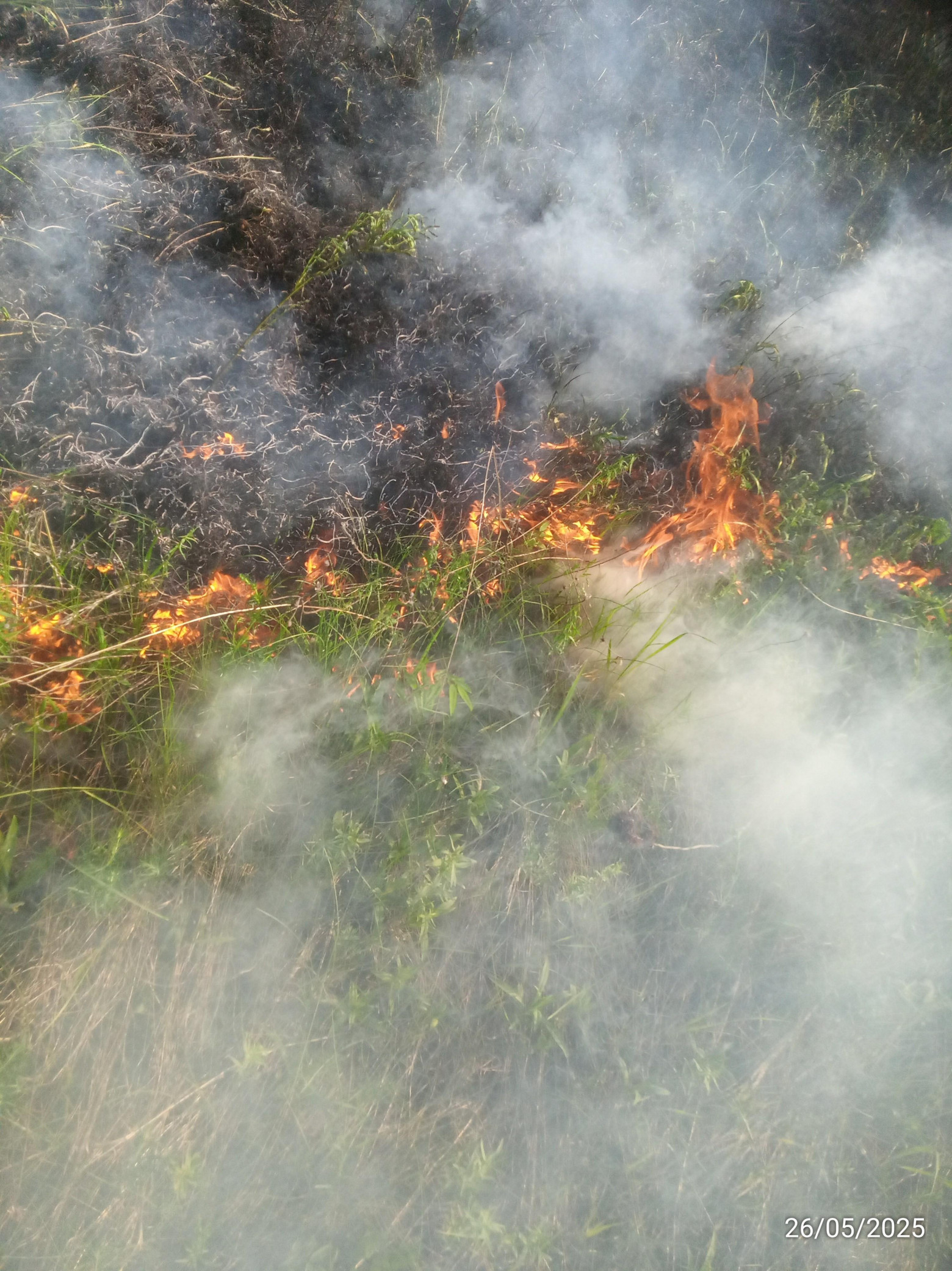 Как я в одиночку в кроссовках и шортах смог остановить распространение огня в заповеднике - 4 Как я в одиночку в кроссовках и шортах смог остановить распространение огня в заповеднике - 4