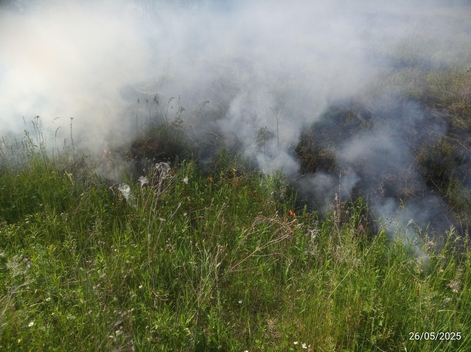 Как я в одиночку в кроссовках и шортах смог остановить распространение огня в заповеднике - 5 Как я в одиночку в кроссовках и шортах смог остановить распространение огня в заповеднике - 5