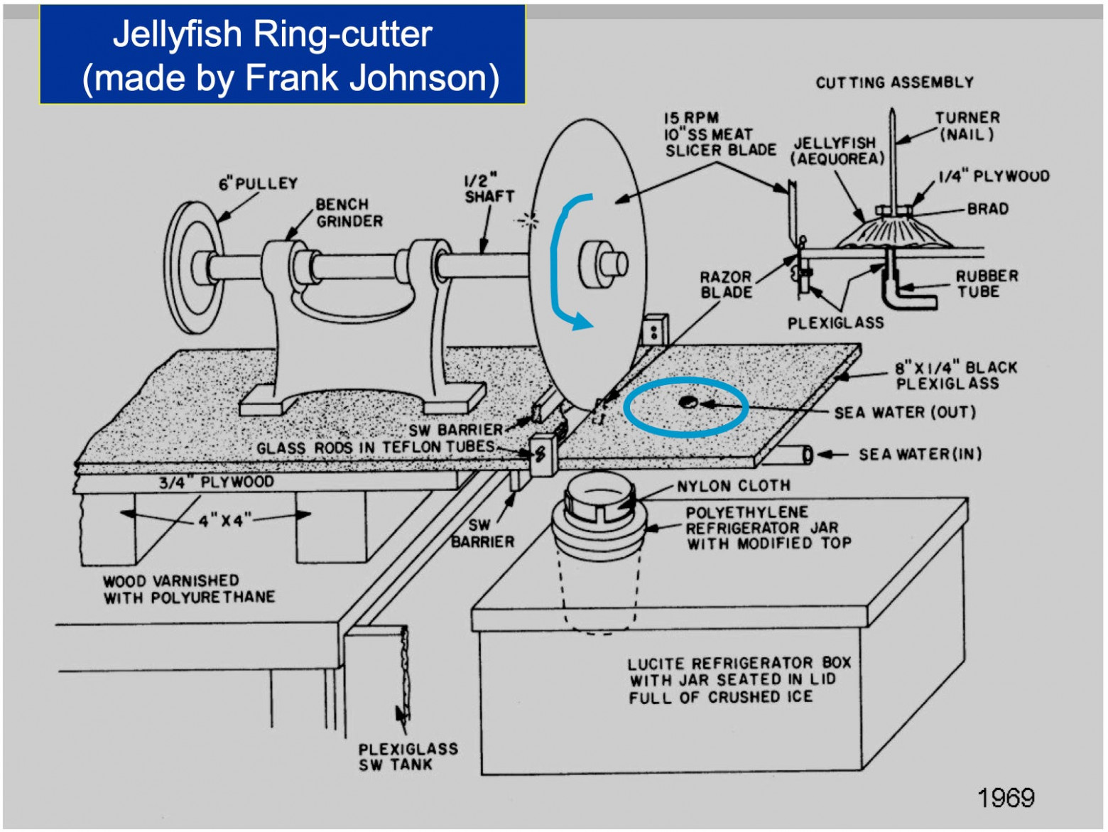  «Медузорезка» повысила производительность команды с сотен медуз до тысяч в день 