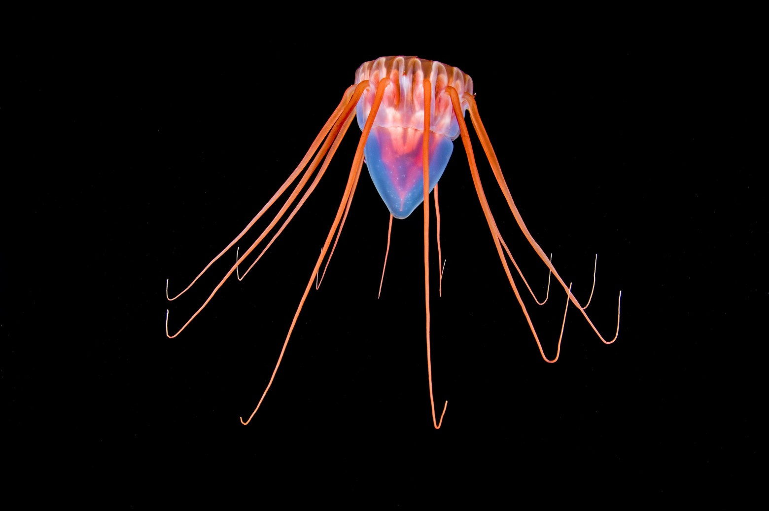  Медуза-шлем (Periphylla periphylla) на большой глубине у побережья Хордаланда, Норвегия