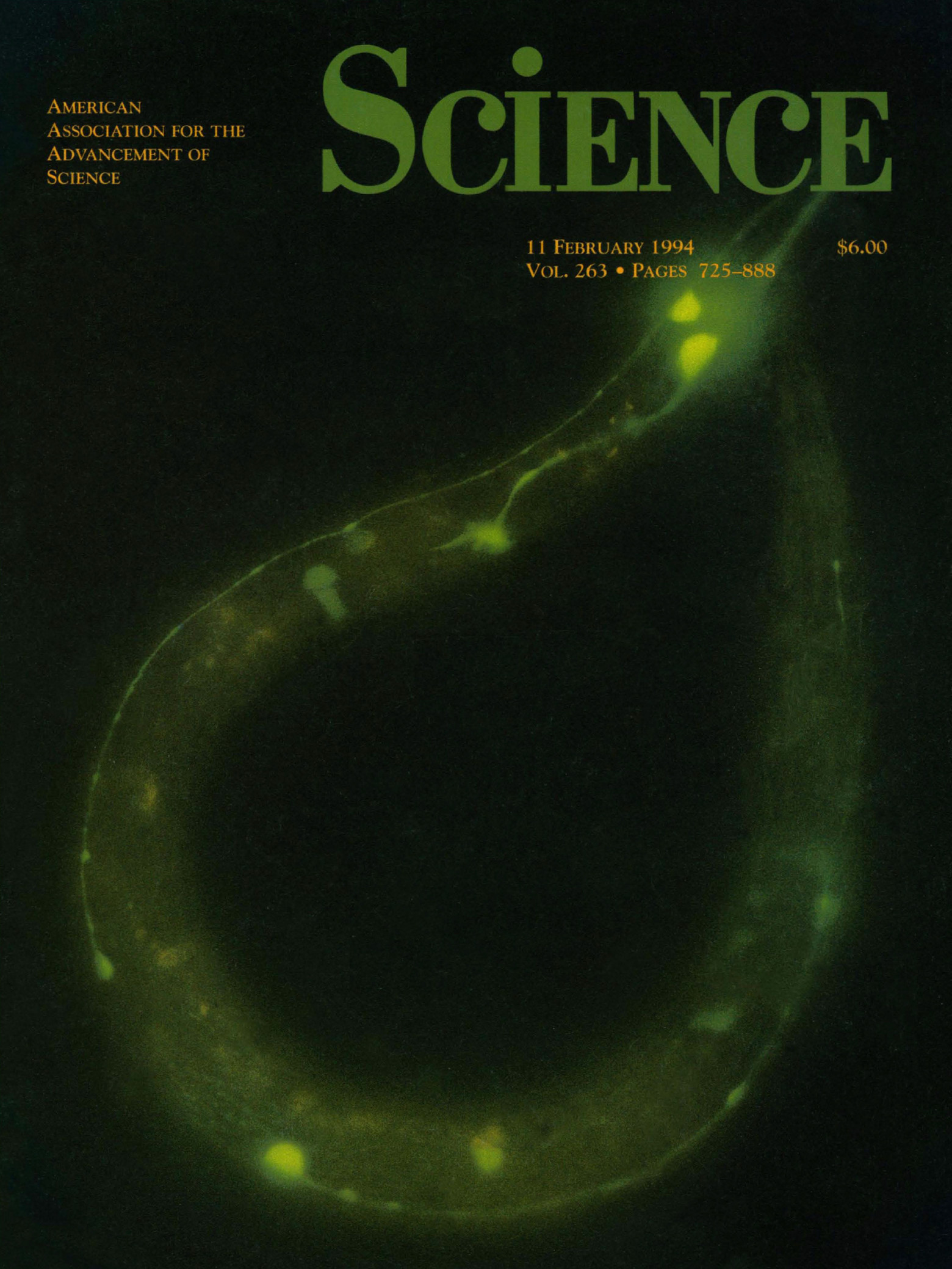  Статья Мартина Чалфи 1994 года, описывающая светящихся круглых червей, на обложке журнала Science. 