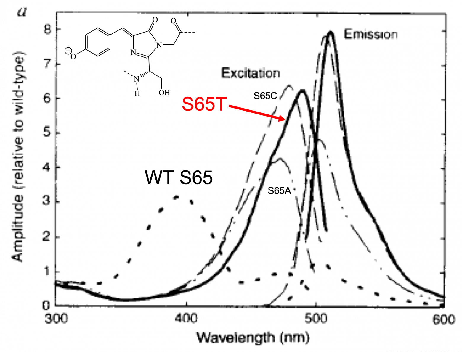  Мутация аминокислоты серин в положении 65 в ЗФБ изменяет спектры возбуждения белка