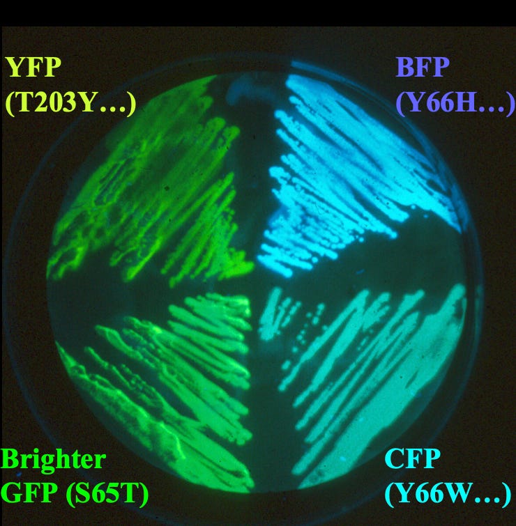  Четыре мутанта ЗФБ, экспрессированные в E. coli