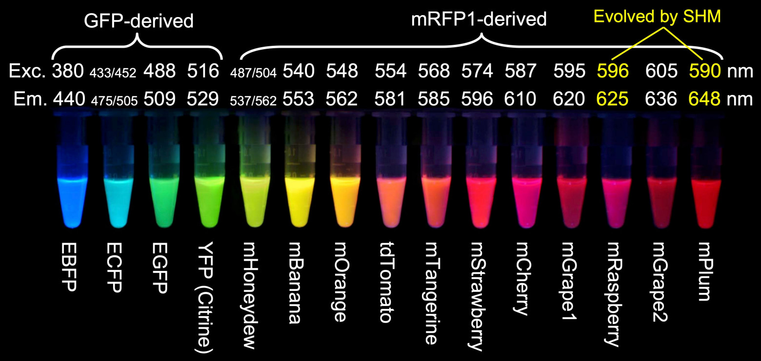  Набор разноцветных флуоресцентных белков, разработанный группой Роджера Тсиена