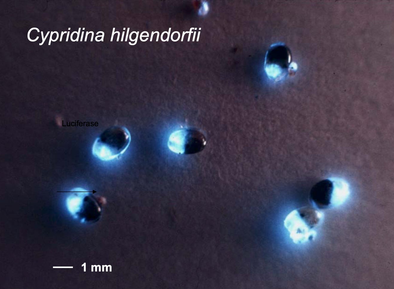  Биолюминесценция Cypridina.