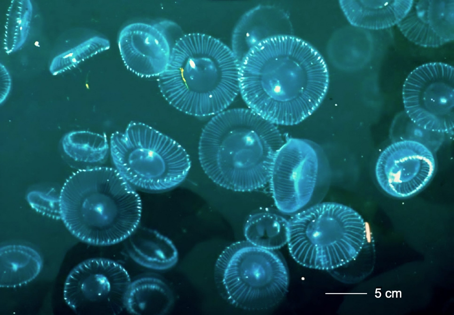  Медуза Aequorea victoria