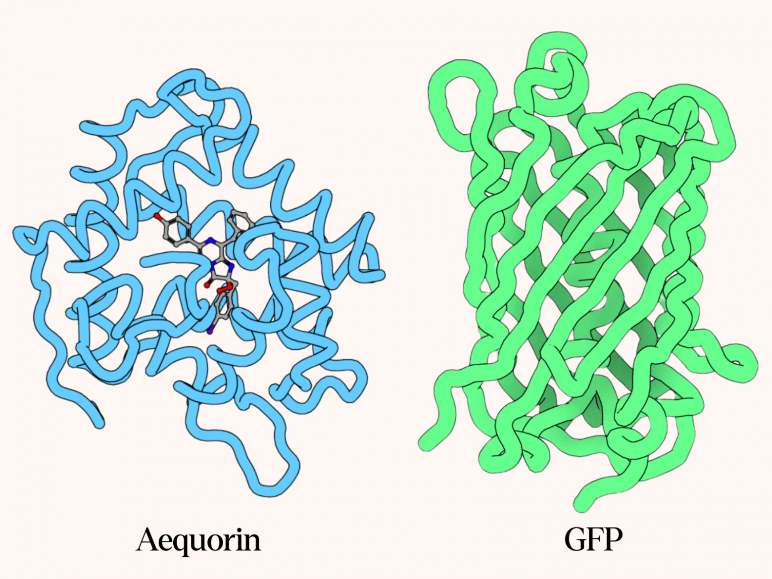  Молекулярная структура экворина (слева) и зелёного флуоресцентного белка (справа). Экорин светится только при наличии коэлентеразина, молекулы кофактора. 
