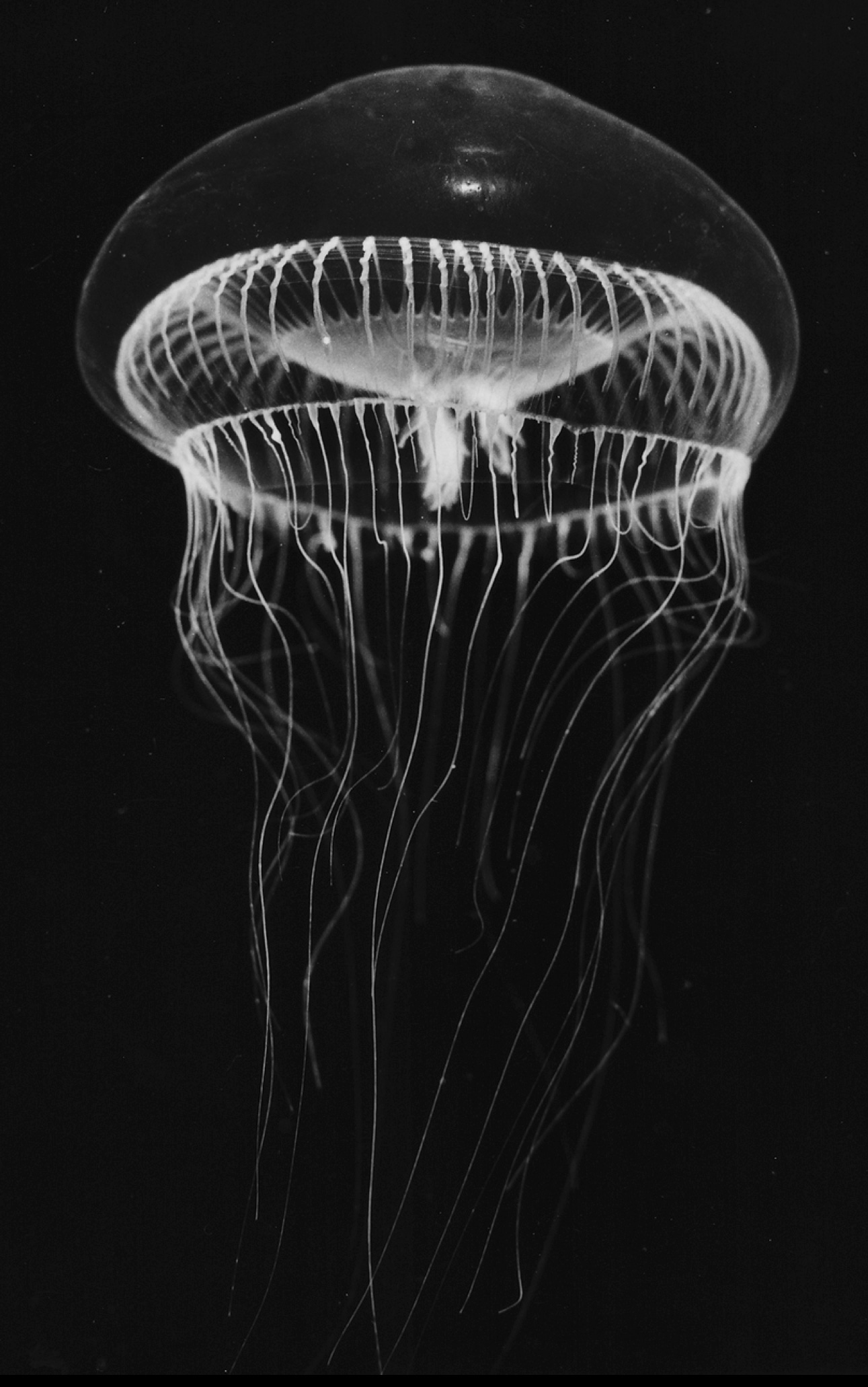  Медуза Aequorea victoria