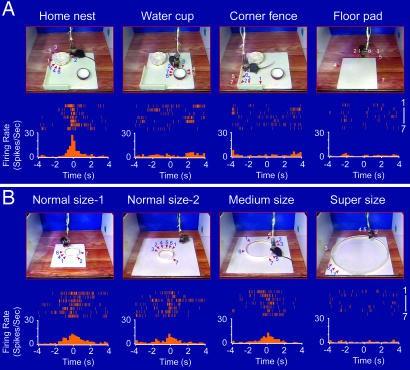 активации нейронов у мышки