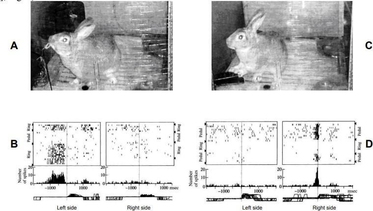 активация нейронов кольца слева и педали справа