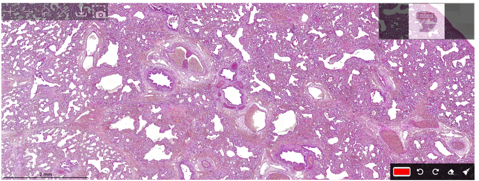 Более проавильно сшитое изображение скана