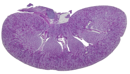 Гистологическое изображение ткани на увеличении 4x