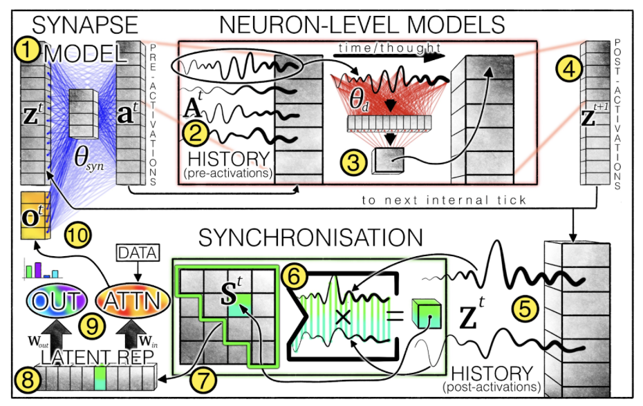 Архитектура CTM работает следующим образом (компонент 1) синапс формирует предварительные активации из взаимодействие между нейронами. Каждый нейрон хранят их историю (компоненты 2-3). На их основе вычисляются пост-активации (компонент 4). Их история хранится какое-то время (компонент 5) и используется для создания матрицы синхронизации (компонент 6). Из неё выбираются пары нейронов (компонент 7) для построения латентных представлений (компонент 8). Эти представления используются для генерации выходных данных через механизм внимания (компонент 9). Выбранные выходные данные объединяются с пост-активациями и возвращаются, чтобы запустить следующий цикл размышления (компонент 10). Источник Архитектура CTM работает следующим образом (компонент 1) синапс формирует предварительные активации из взаимодействие между нейронами. Каждый нейрон хранят их историю (компоненты 2-3). На их основе вычисляются пост-активации (компонент 4). Их история хранится какое-то время (компонент 5) и используется для создания матрицы синхронизации (компонент 6). Из неё выбираются пары нейронов (компонент 7) для построения латентных представлений (компонент 8). Эти представления используются для генерации выходных данных через механизм внимания (компонент 9). Выбранные выходные данные объединяются с пост-активациями и возвращаются, чтобы запустить следующий цикл размышления (компонент 10). Источник