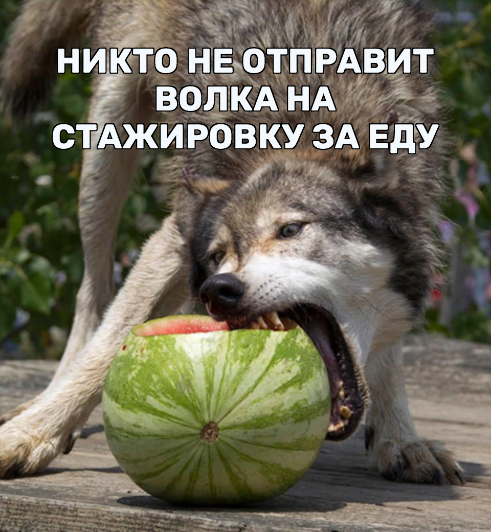 «Разработчик – легенда»: анатомия волчистости в IT - 4