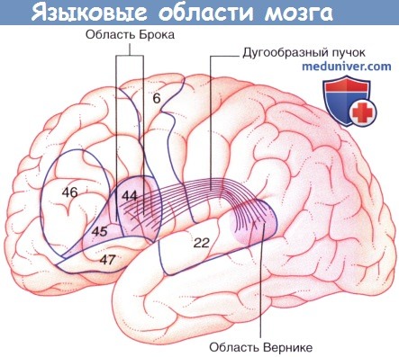 Схема мозга с выделением областей, непосредственно участвующих в формировании и понимании речи. Взято отсюда.