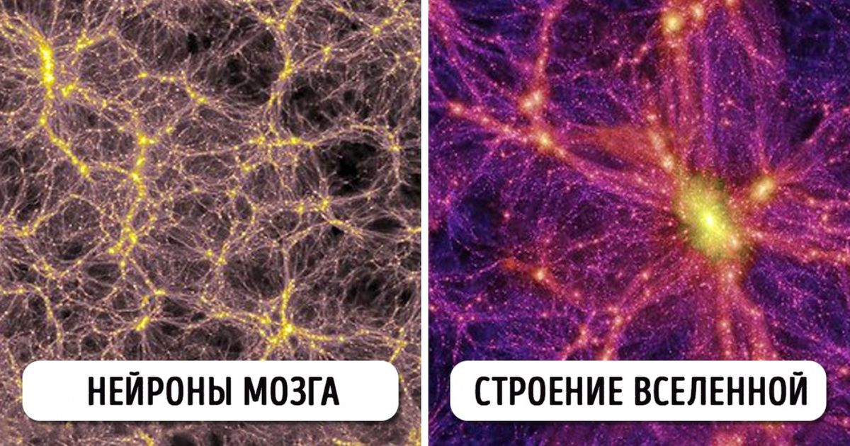 Мозг и Вселенная