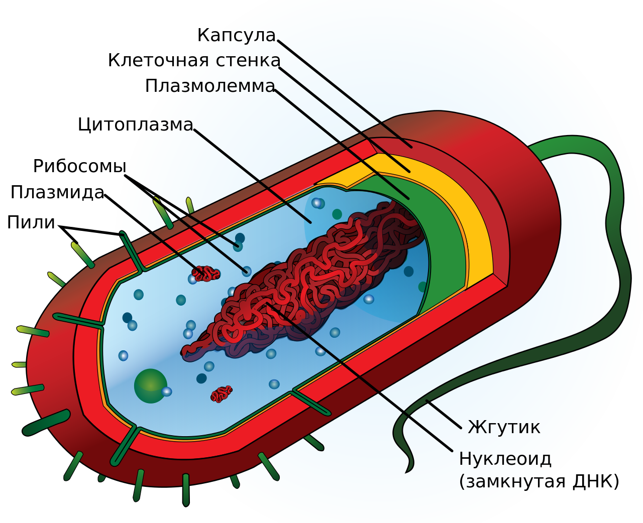 Самое сложное устройство на Земле: живая клетка - 2 image