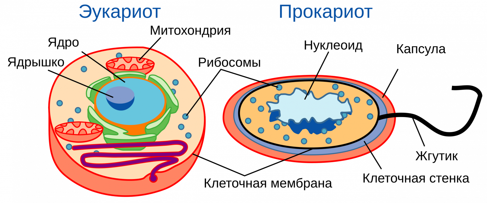 Самое сложное устройство на Земле: живая клетка - 1