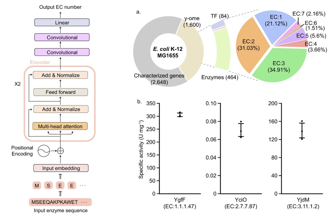 Показанная слева модель трансформера использовалась для прогнозирования шифров КФ для неспециализированных ферментов E. coli. Три из них были протестированы in vitro (рис. 1a и рис. 4 из статьи Kim, et al.)
