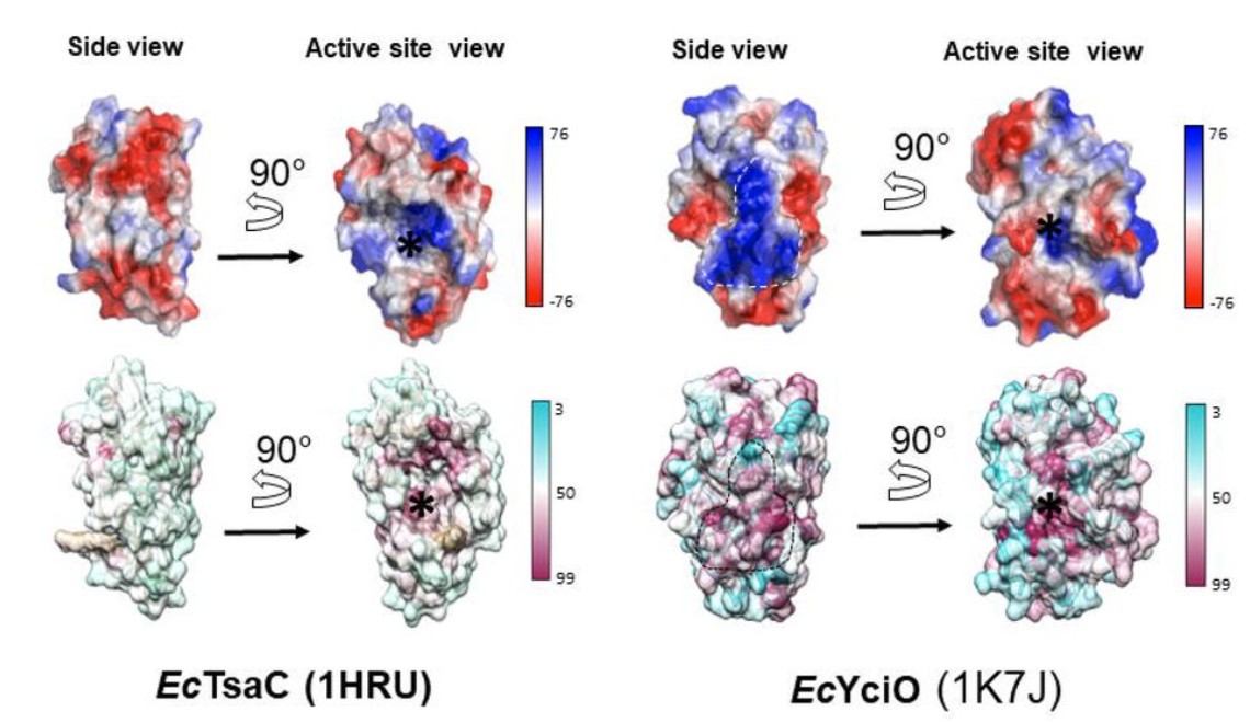 Два фермента с общим эволюционным предком, но с разными функциями (рис. 7 из статьи de Crecy, et al.)