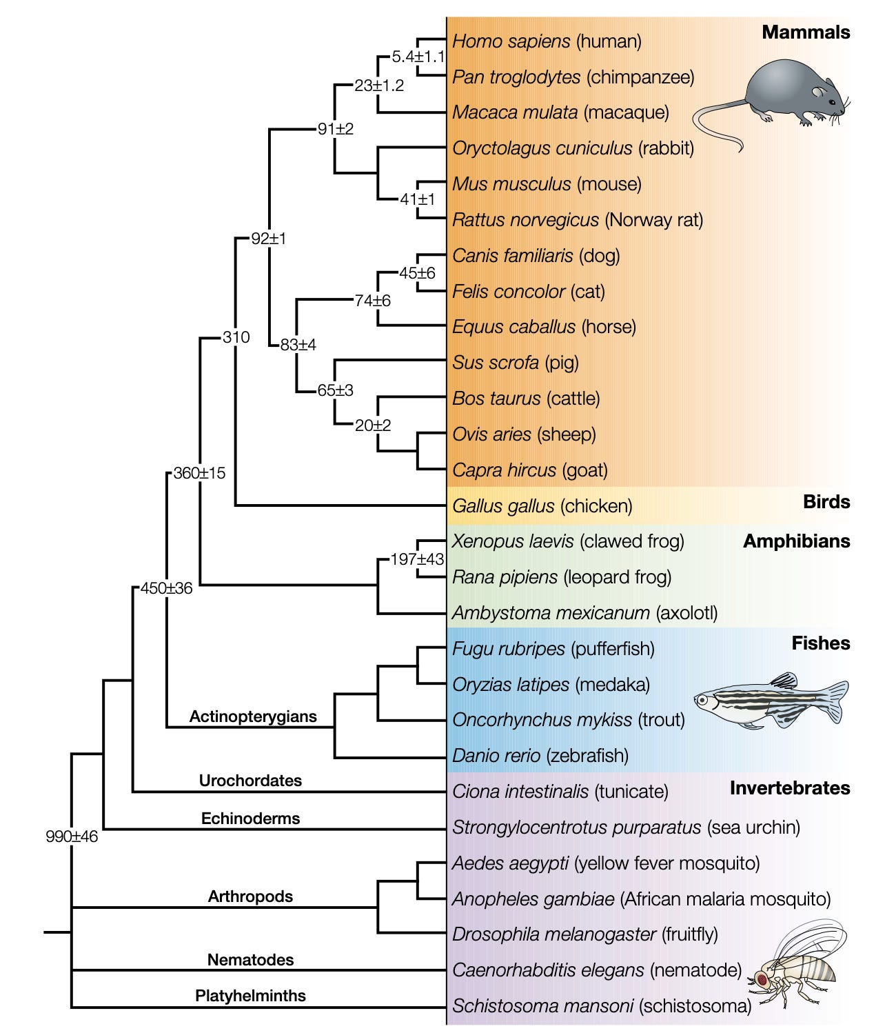 Как в лабораториях появились мыши - 2 Грызуны и приматы имеют общего предка, который разделился на две ветки 80-90 миллионов лет назад в меловом периоде. По сравнению с другими животными моделями мыши являются одними из наиболее близких родственников человека.