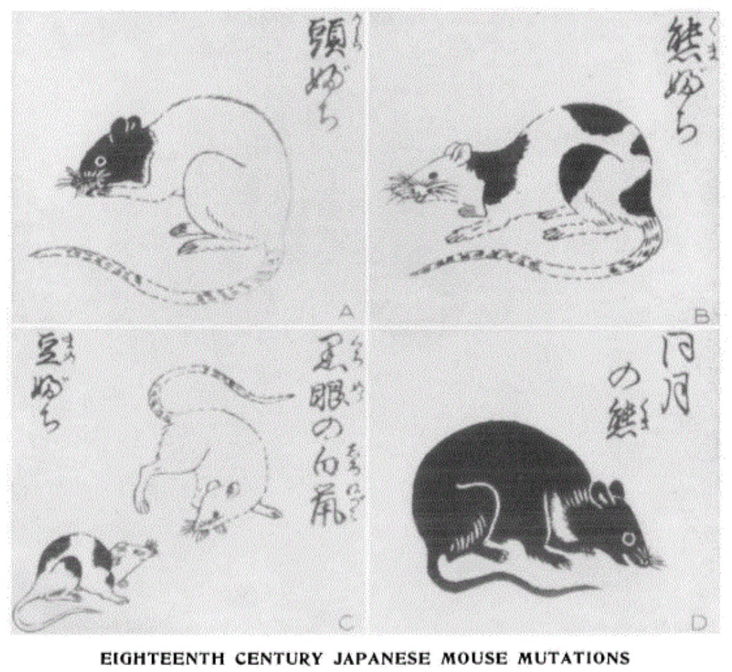 Как в лабораториях появились мыши - 3 Задолго до того, как мышей стали разводить для биологических исследований, любители мышей разработали процесс их разведения в неволе. Это изображение с фронтисписа японского справочника 1787 года «Chin-gan-sodategusa» («Разведение любопытных разновидностей мышей»), в котором описаны причудливые разновидности и даны советы по выведению мышей с желаемым цветом шерсти.