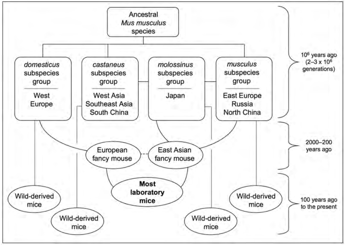  Происхождение мышей, используемых в исследованиях.
