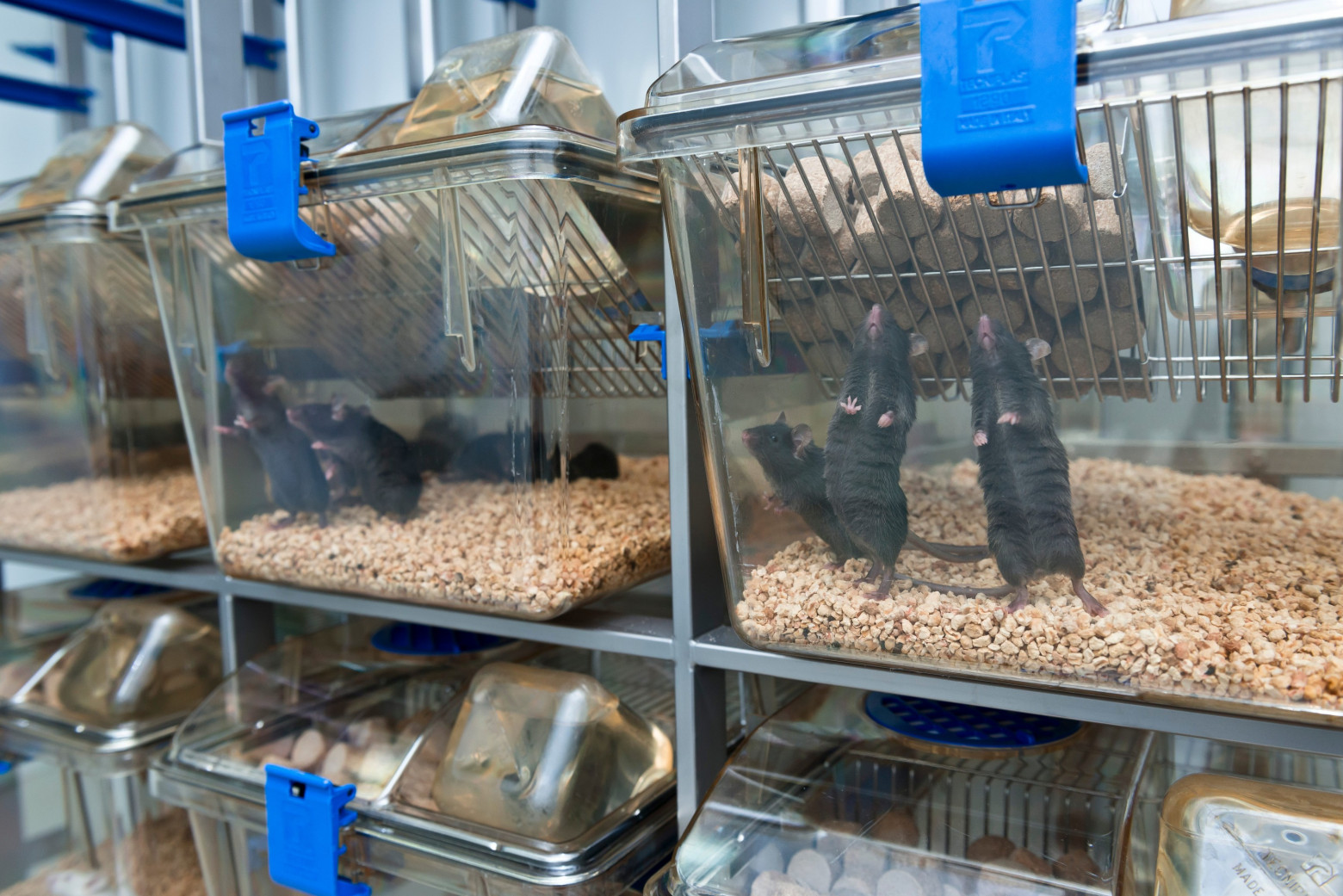  Мыши C57Bl/6 в лабораторных клетках. 