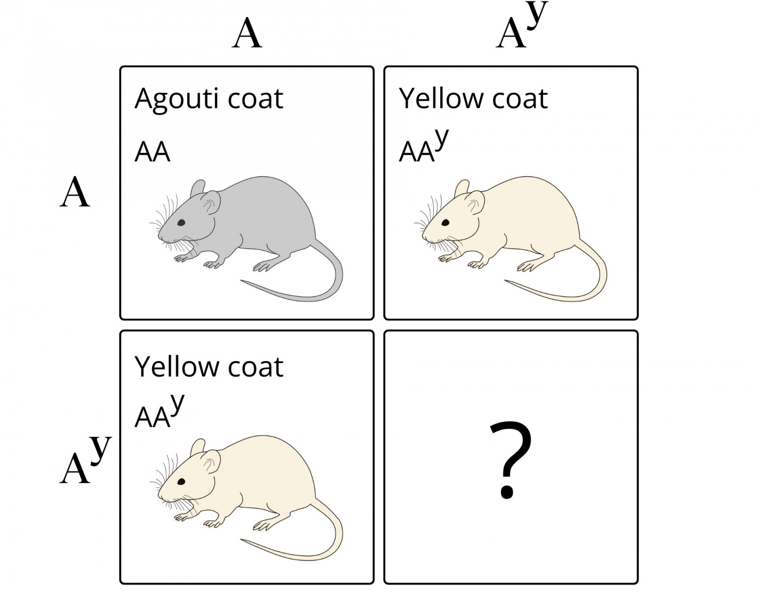  Простой анализ решётки Пеннетта показывает, что Куэно должен был ожидать 3 жёлтых мышей на каждую чёрную в своих скрещиваниях. Однако гомозиготной мыши нигде не было. 