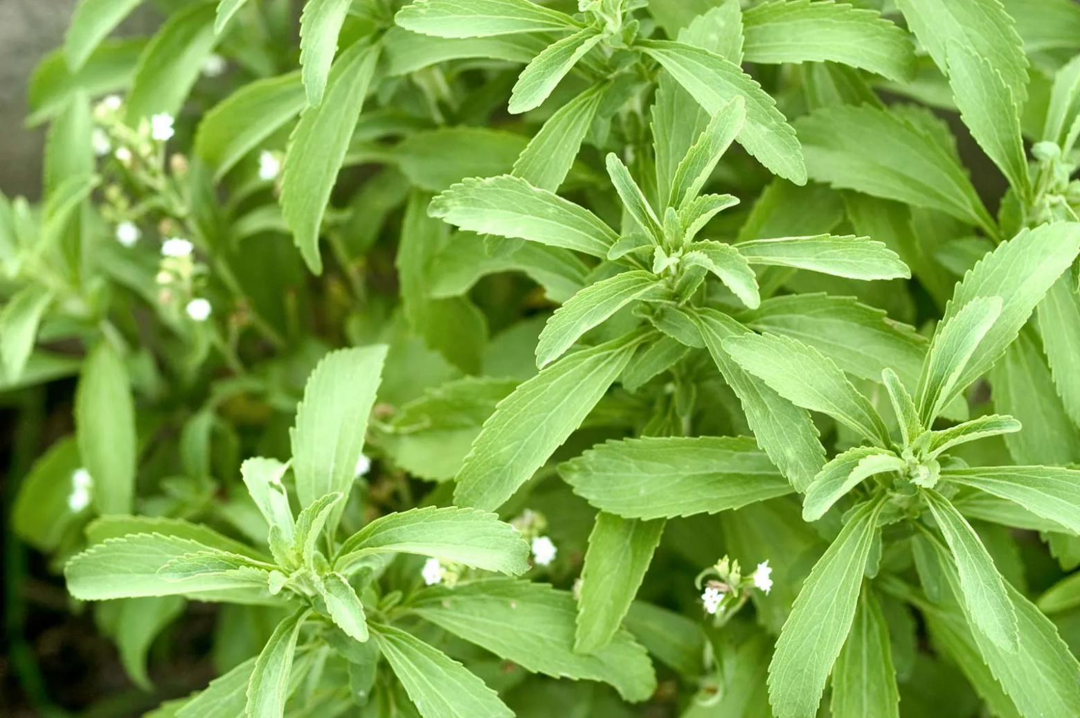 https://www.britannica.com/topic/stevia-sweetener