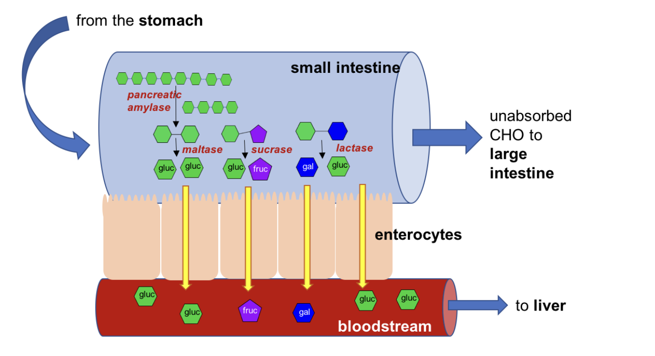 https://openoregon.pressbooks.pub/nutritionscience/chapter/4c-digestion-absorption-carbohydrates/