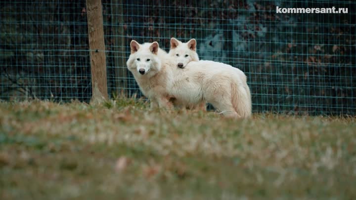 А вот и щенки тех самых Dire Wolf.