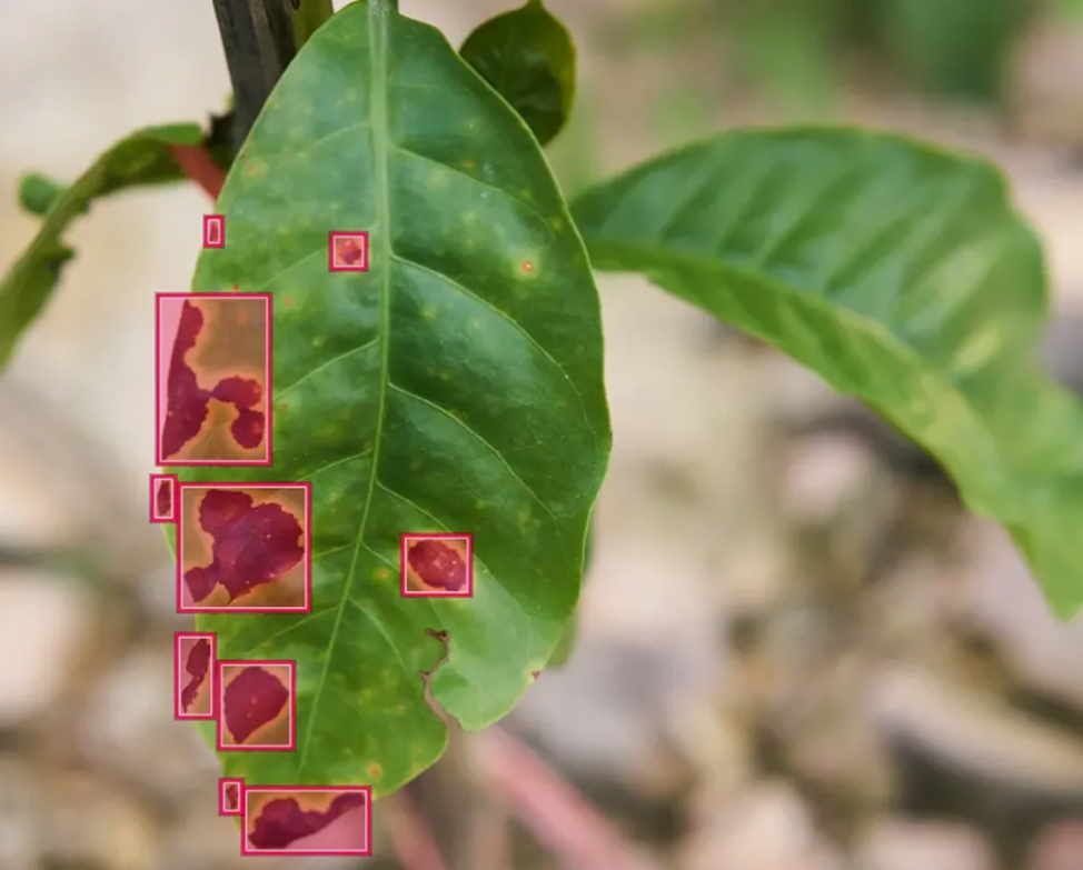 Компьютерное зрение в сельском хозяйстве - 3 Компьютерное зрение в сельском хозяйстве - 3
