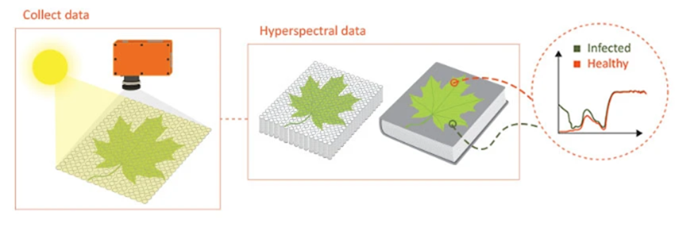 Компьютерное зрение в сельском хозяйстве - 5 Компьютерное зрение в сельском хозяйстве - 5