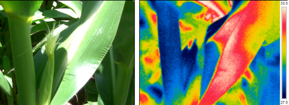 Компьютерное зрение в сельском хозяйстве - 6 Компьютерное зрение в сельском хозяйстве - 6