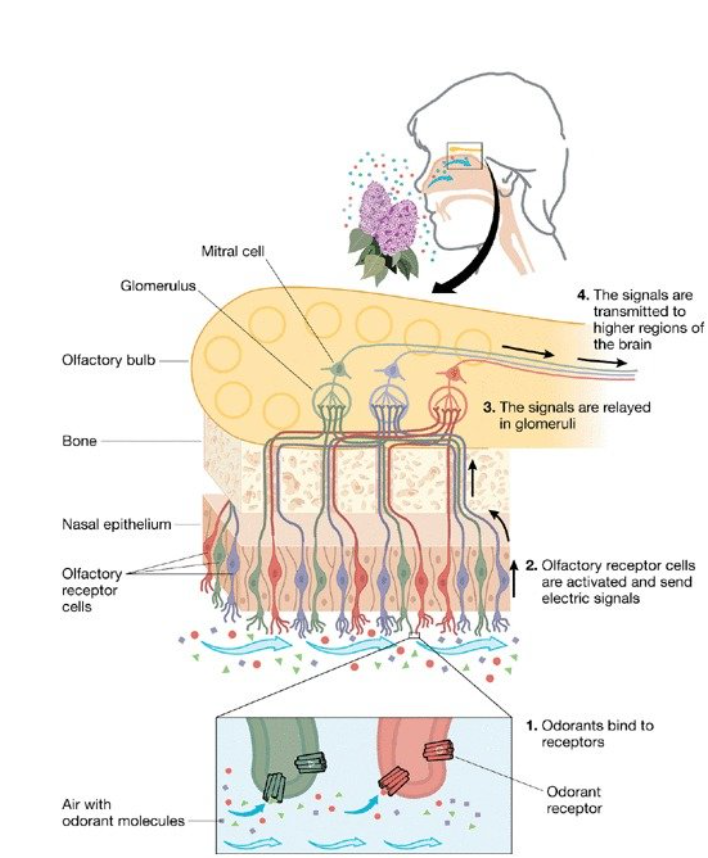 Путь от рецепторов к обонятельному нерву, направляющемуся в мозг