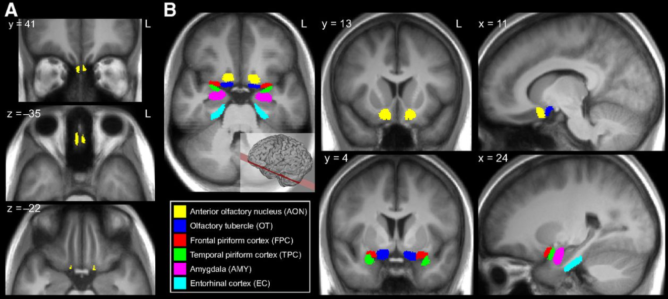 Эта заумь, скорее для полноты картины. Видно, что в распознавание запахов вовлечено множество различных участков мозга. А кто есть кто - пусть учёные и медики в этом разбираются