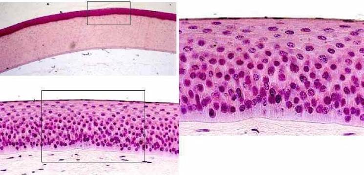 Рисунок: Многослойный плоский неороговевающий эпителий роговицы глаза