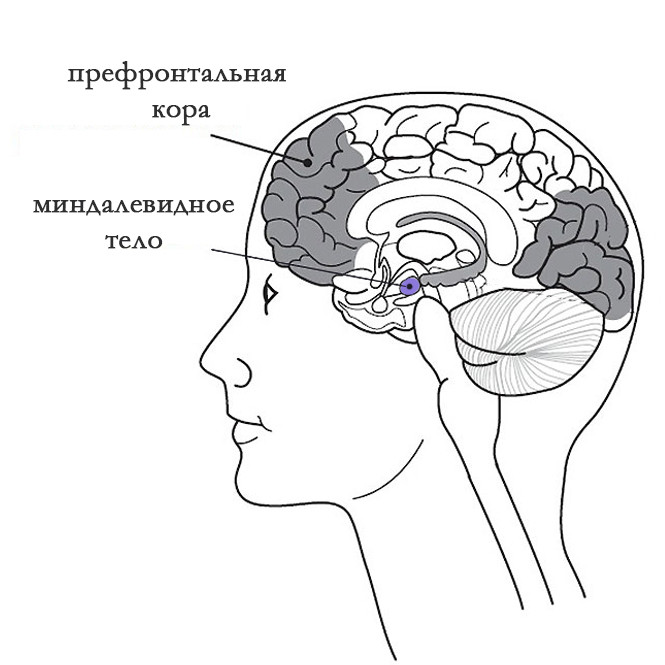 Эмоциональная регуляция: можно ли научить мозг реагировать иначе? Инструкция по реконфигурации - 2 Эмоциональная регуляция: можно ли научить мозг реагировать иначе? Инструкция по реконфигурации - 2