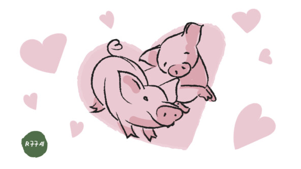 Как понять что свинюшка готова к любви? Определяем через ML