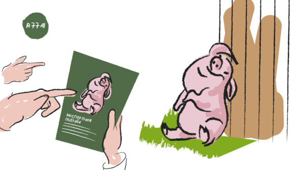 Как понять что свинюшка готова к любви? Определяем через ML